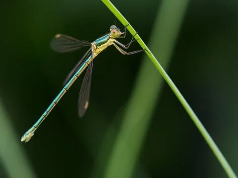 Emerald damselfly in the grass Stock Photos