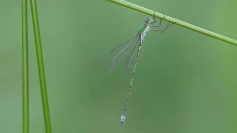 Emerald damselfly (Lestes sponsa) Stock Footage 79605341