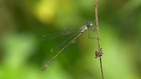 Emerald damselfly (Lestes sponsa) Stock-Footage 79753254