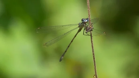 Emerald damselfly (Lestes sponsa) Stock-Footage 79753309