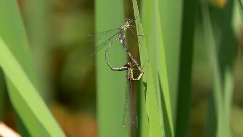 Emerald damselfly (Lestes sponsa) mating Stock Footage 79753310