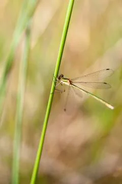 Emerald Damselfly - Lestidae 写真素材