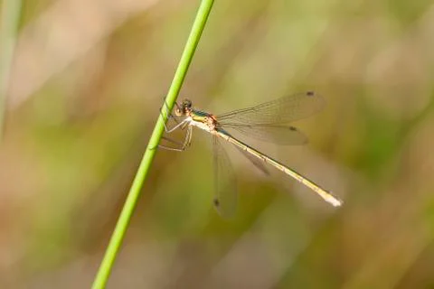 Emerald Damselfly - Lestidae 库存照片