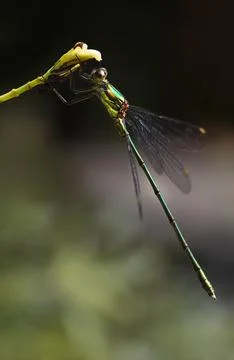 Emerald damselfly or Lestes virides Stock Photos