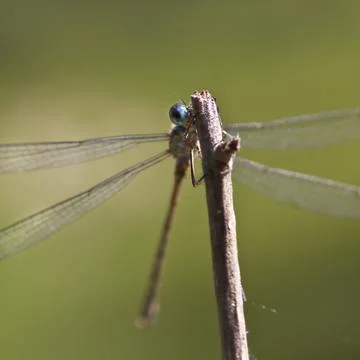 Emerald damselfly peekaboo Stock Photos