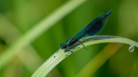 An emerald damselfly resting on a leaf Stock Photos