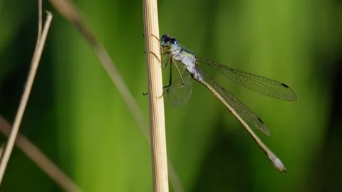 Emerald damselfly spreadwing (Lestes sponsa) landing in grass Video stock 171243302