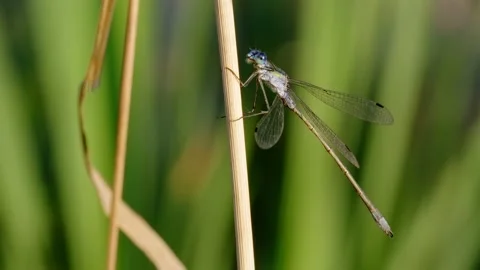 Emerald damselfly spreadwing (Lestes sponsa) cleaning itself in grass Stock Footage 171243452