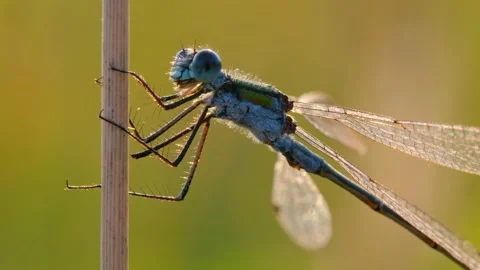 Emerald damselfly spreadwing (Lestes sponsa) feeding on prey Stock Footage 171243603