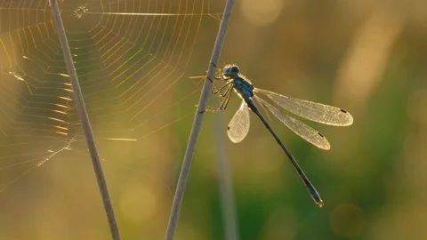 Emerald damselfly spreadwing (Lestes sponsa) perching at a spider web Video stock 171243737