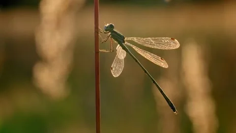 Emerald damselfly spreadwing (Lestes sponsa) perching in backlight Stock Footage 171243835