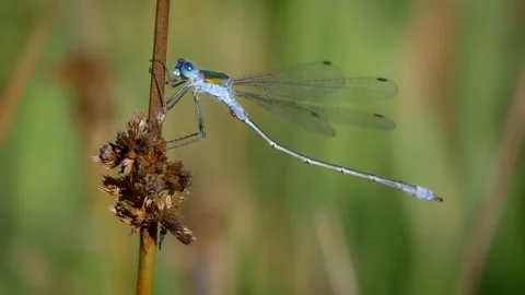 Emerald damselfly spreadwing (Lestes sponsa) dancing in the grass Stock Footage 231105597