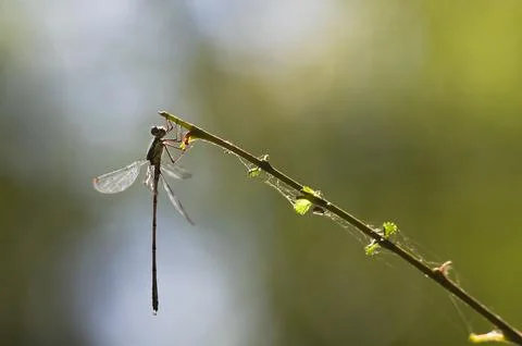 Emerald damselfly at the waterside Stock Photos