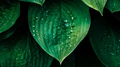 Emerald Dew Stock Photos