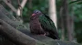 Emerald Dove bird sitting close up on tree branch HD Footage