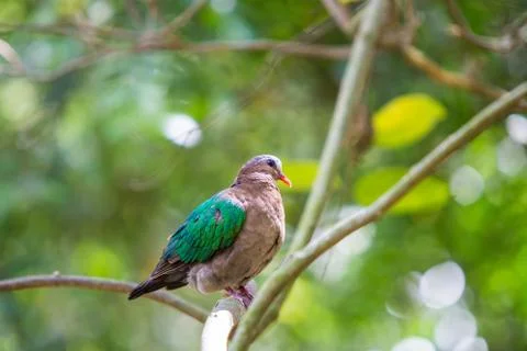 Emerald Dove bird on a tree Stock Photos