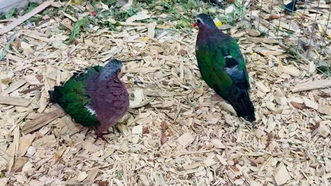 Emerald dove (Chalcophaps indica) Stock Footage 346642376