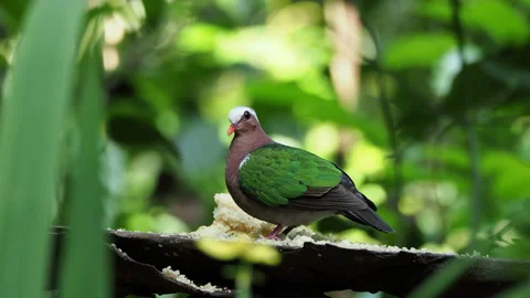 Emerald dove eating from a feeder in a lush forest Stock-Footage 340641343