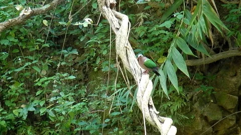 Emerald dove Stock Footage 99146272