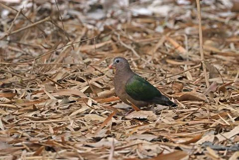 Emerald dove or common emerald dove, also called Asian emerald dove and gre.. Stock Photos