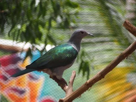 Emerald dove Stock Photos