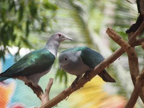 Emerald dove Stock Photos