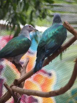 Emerald dove Stock Photos
