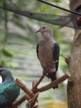 Emerald dove Stock Photos