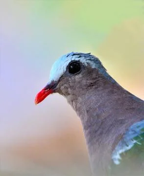 Emerald dove Stock Photos
