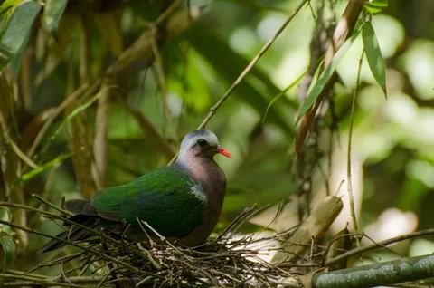 Emerald dove Foto stock