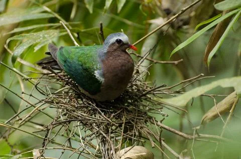 Emerald dove Foto stock