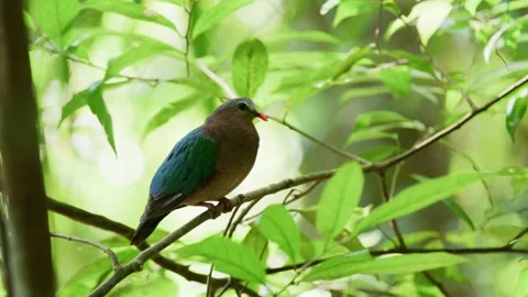 Emerald Dove in Singapore, 4K Stock Footage 338058285