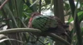 Emerald Dove sitting on palm tree in jungle habitat HD Footage