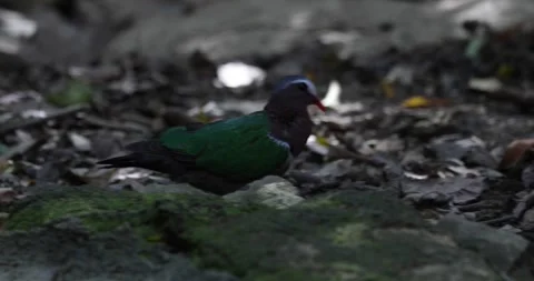 Emerald Dove walk on rainforest ground close up Stock Footage 331726604