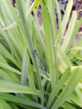 Emerald Dragonfly Stockfoto's