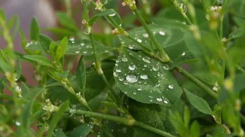 Emerald drops of morning dew Stock Footage 140036083