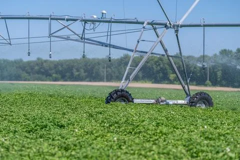 Emerald fields of gala potatoes thrive under bright sun and careful irrigatio Stock Photos