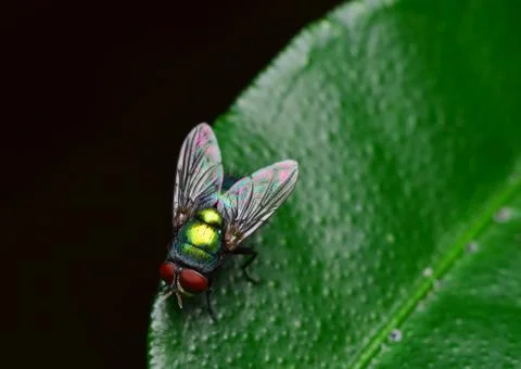 Emerald fly Stock Photos