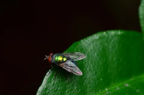 Emerald fly Foto stock