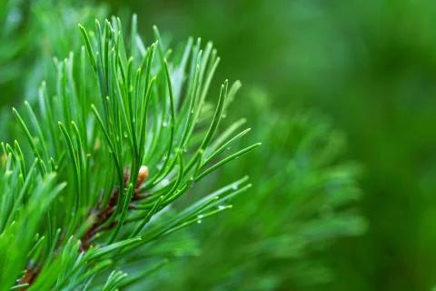 Emerald forest background of pine tree branches Stock Photos