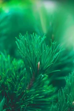 Emerald forest background of pine tree branches Stock Photos