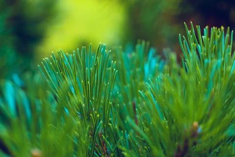 Emerald forest background of pine tree branches Stock Photos
