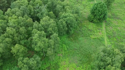 Emerald forest Stock Footage 278263148