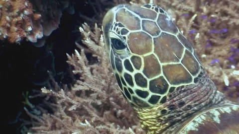 Emerald Gaze Green Sea Turtle Observes Philippines Coral Reef Stock Footage 321049463