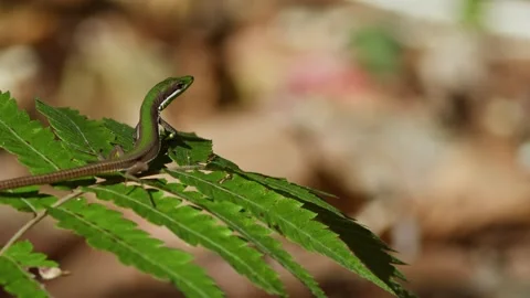 Emerald Grass Lizard Sliding Off a Plant. Stock Footage 264798400
