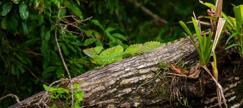 Emerald Green Basilisk Resting on a Tree Trunk in Costa Rica Rainforest Stock Photos