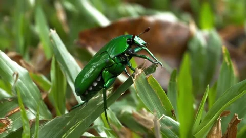 Emerald green beetle crawling through grass blades Stock Footage 340778687