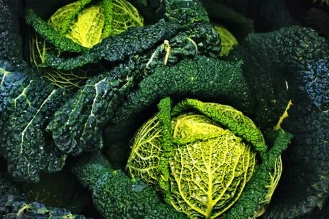 Emerald-green cabbage Stock Photos