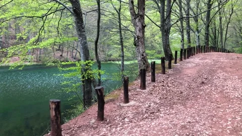 Emerald green crystal clear lake in the forest Stock Footage 194561536