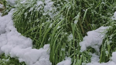 Emerald green grass covered with snow and ice in spring during the snowfall Stock Footage 240215021